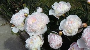 Piwonie naszych ogrodów 2016