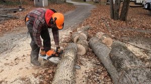 STIHL MS261C VS A TREE