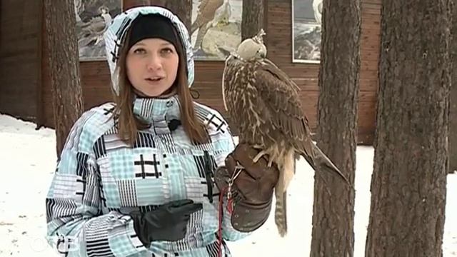 Активный отдых: соколиная охота