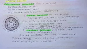 Билет 056. СОСУДИСТАЯ СИСТЕМА. АРТЕРИИ, ВЕНЫ, КАПИЛЛЯРЫ, ОСОБЕННОСТИ СТРОЕНИЯ СТЕНОК.