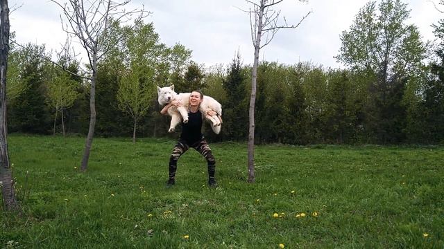 Тренировки на самоизоляции;)) #бегущаясволками #мойхозяинидиот смотреть онлайн