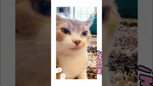 the cat is singing кот поет