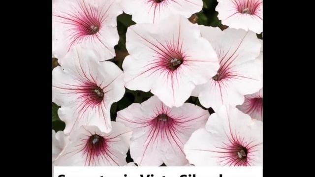 Бестселлер!!! Раньше! Выше! Шире! Обзор 5 расцветок сорта Supertunia® Vista. Проверенный победитель