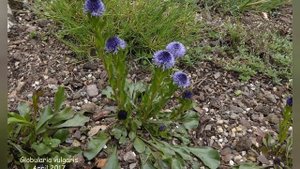 ГЛОБУЛЯРИЯ или ШАРОВНИЦА (GLOBULARIA) сем. Норичниковые (Глобуляриевые)