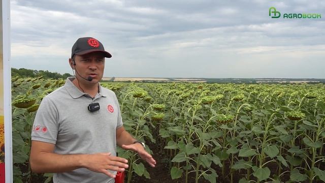 Гибриды подсолнечника Лимагрен как ответ на вызовы рынка. День поля "Лимагрен"
