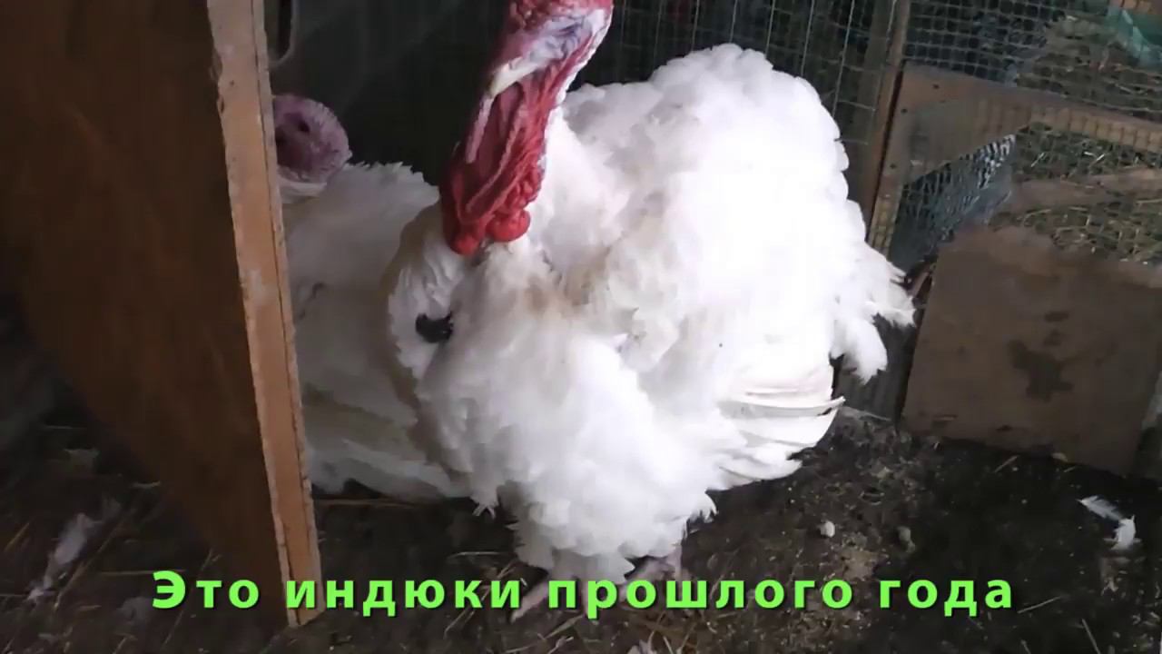 Очередноe контрольное взвешивание всей птицы, хайбрит конвертеры, цветной бройлер, утята