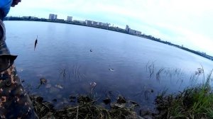 Ловля окуня на резинку.Catching bass on the rubber