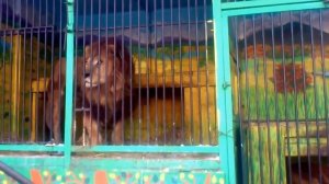 Лев и его сын Лилигр! Рычание двух супер кошек! смотреть до конца!