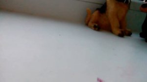 Моя коллекция фигурок собак