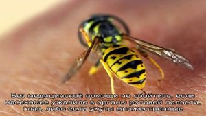 Аллергия на укусы пчел: симптомы и лечение