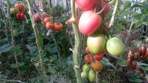 ОБЗОР СОРТА ДЕ БАРАО РОЗОВЫЙ | Томаты, Помидоры