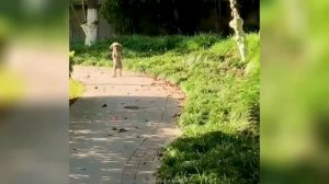 Забавные животные №59