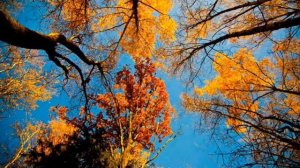 Желтые листья