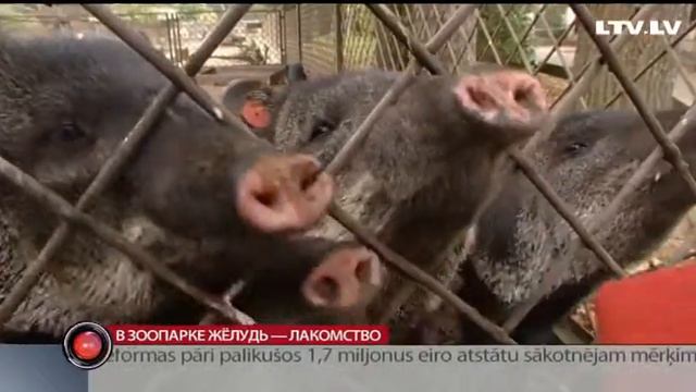 В зоопарке жёлудь - лакомство смотреть онлайн