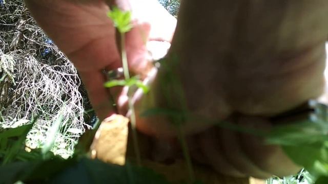 Лесная прогулка в начале июня. Собираем июньские белые. 13.06.2019. (Чеховский район) . смотреть онлайн