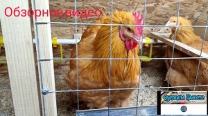 Зимний курятник в теплице. Обзорное видео от 29.01.2022г - Просто зашли покормит