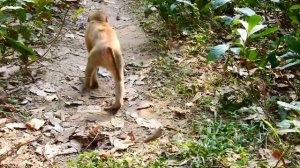 Monkey Libby climb tree to Nanda's baby & leave Rainbow having fun with friends