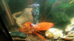 Линька рака в аквариуме . 🦞