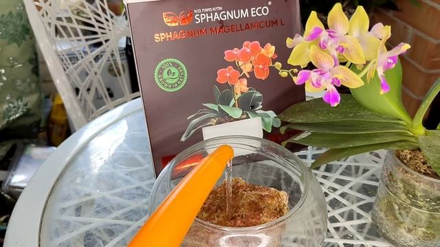 Пышное БЕСКОНЕЧНОЕ ЦВЕТЕНИЯ Орхидей в SPHAGNUM ECO Пересадка орхидеи в МОХ
