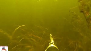 Underwater. hunting spring. Подводная охота. весна.