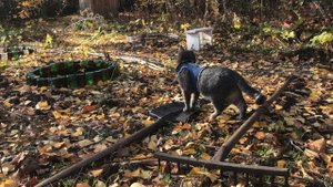 Буся забралась на яблоню Таких звуков я от неё ещё не слышала