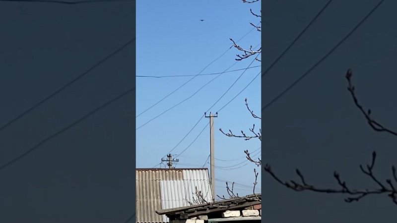Птица счастья завтрашнего дня