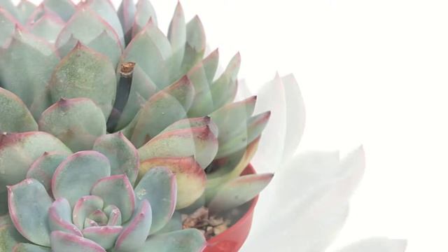 Echeveria apus