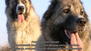 Накаченные собаки с мышцами: самые мускулистые в мире