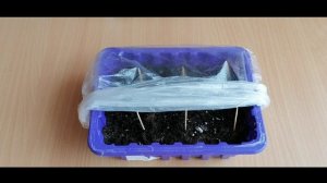 Петуния. Посев петунии гранулами и уход за первыми всходами.