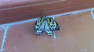 Желтая бабочка