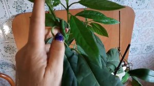 Авокадо Способ укоренения черенков Результат