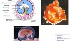 Лекция: "Эмбриология. Формирование плаценты."