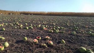 Сотни тонн арбузов и дынь брошены на полях астраханской области в Камызякском районе