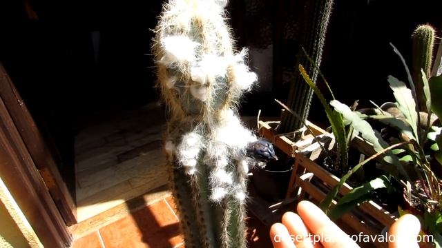 My Pilosocereus pachyclaudus Cactus Plant in weird and wacky flower смотреть онлайн