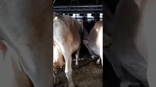 Brown Swiss heifers - Швицкая порода КРС - Braun Vieh Färsen