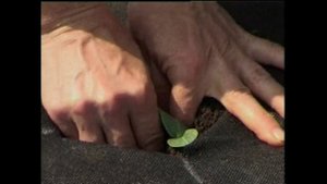 Огурец вашей мечты: как вырастить огурец на спанбонде?