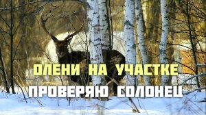 Олени на участке. Проверяю солонец.