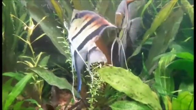 Скалярия Манакапуру(Pterophyllum scalare sp. Rio Manacapuru)