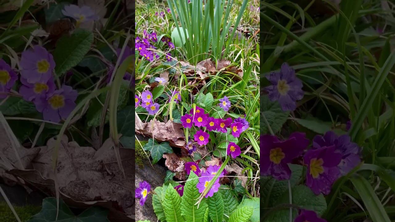 Ну вот и ВЕСНА!!! смотреть онлайн