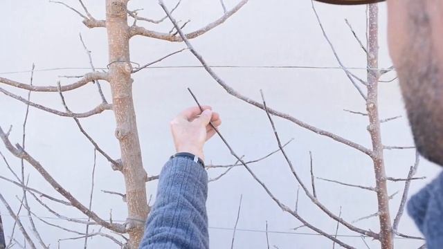 Зачем обрезать яблони в интенсивном саду? (Стив Браун, Канада)