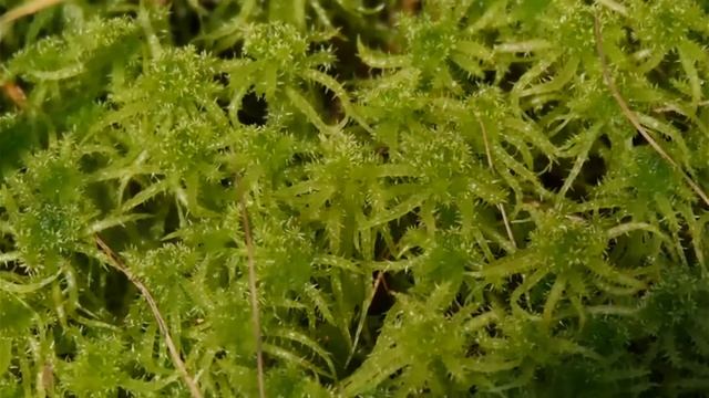 Васюганские болота смотреть онлайн