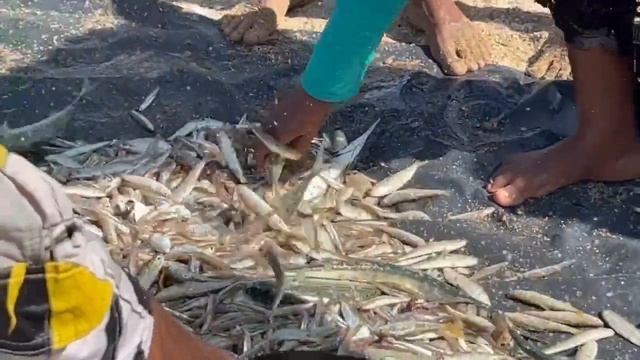 Рыбный рынок . Fish market. Самый большой краб. Рыба-попугай.