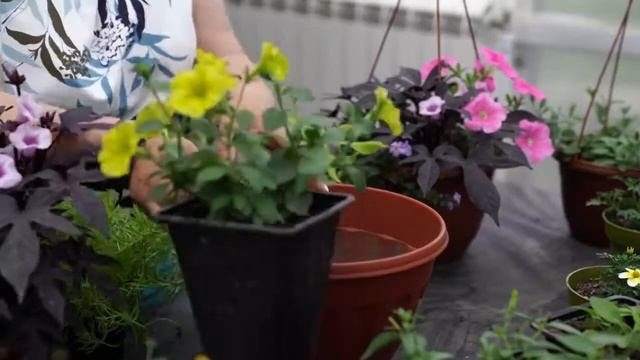 Как можно оформить ампельные композиции однолетними растениями
