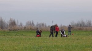 Баварская гончая Цуна и Бэтти. Круг, курсинг, прямая. Тройной Вираж 2020, Ярославль.