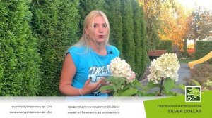 Гортензия Сильвер Доллар: описание сорта