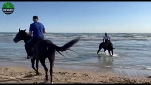 ЧЕРКЕССКИЕ (Кабардинские) лошади в ДАГЕСТАНЕ.