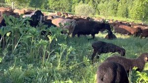 «ЭдильГис»- ягнята эдильбай от гиссарских баранов-производителей