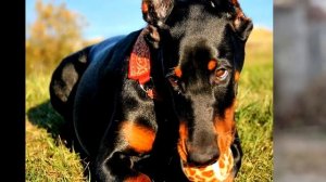 Доберман. Описание, особенности, уход