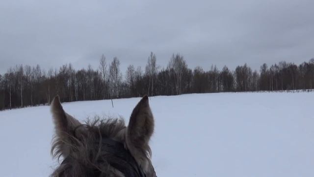 Заездка жеребца по кличке Кураж смотреть онлайн