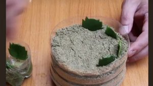 Как Укоренить Вырастить РОЖДЕСТВЕННИК /How to Root Grow a SHLUEMBERGER